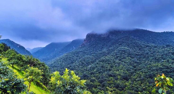 Polo Forest Trekking